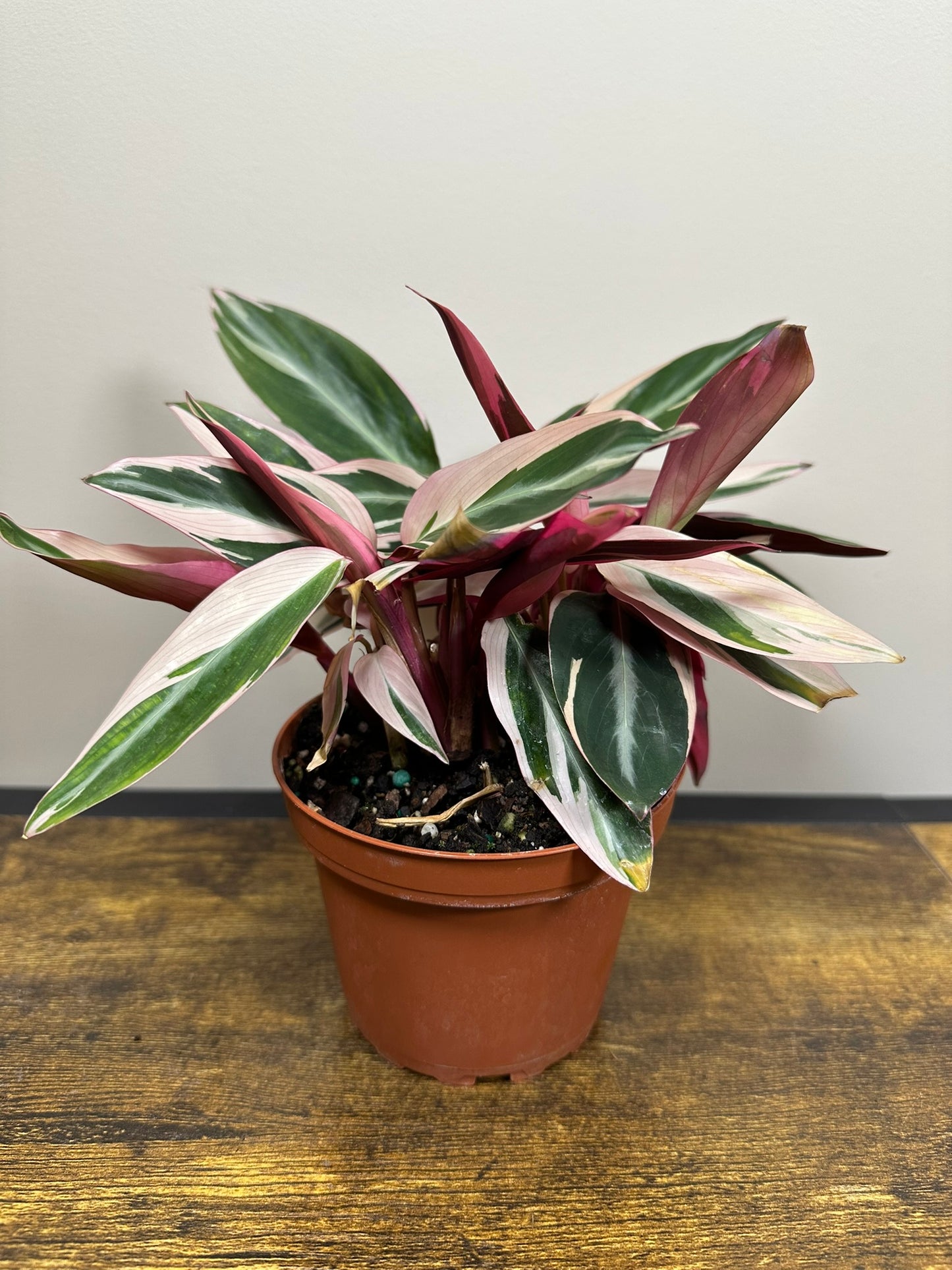 Stromanthe Triostar- 4 inch
