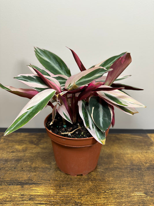 Stromanthe Triostar- 4 inch
