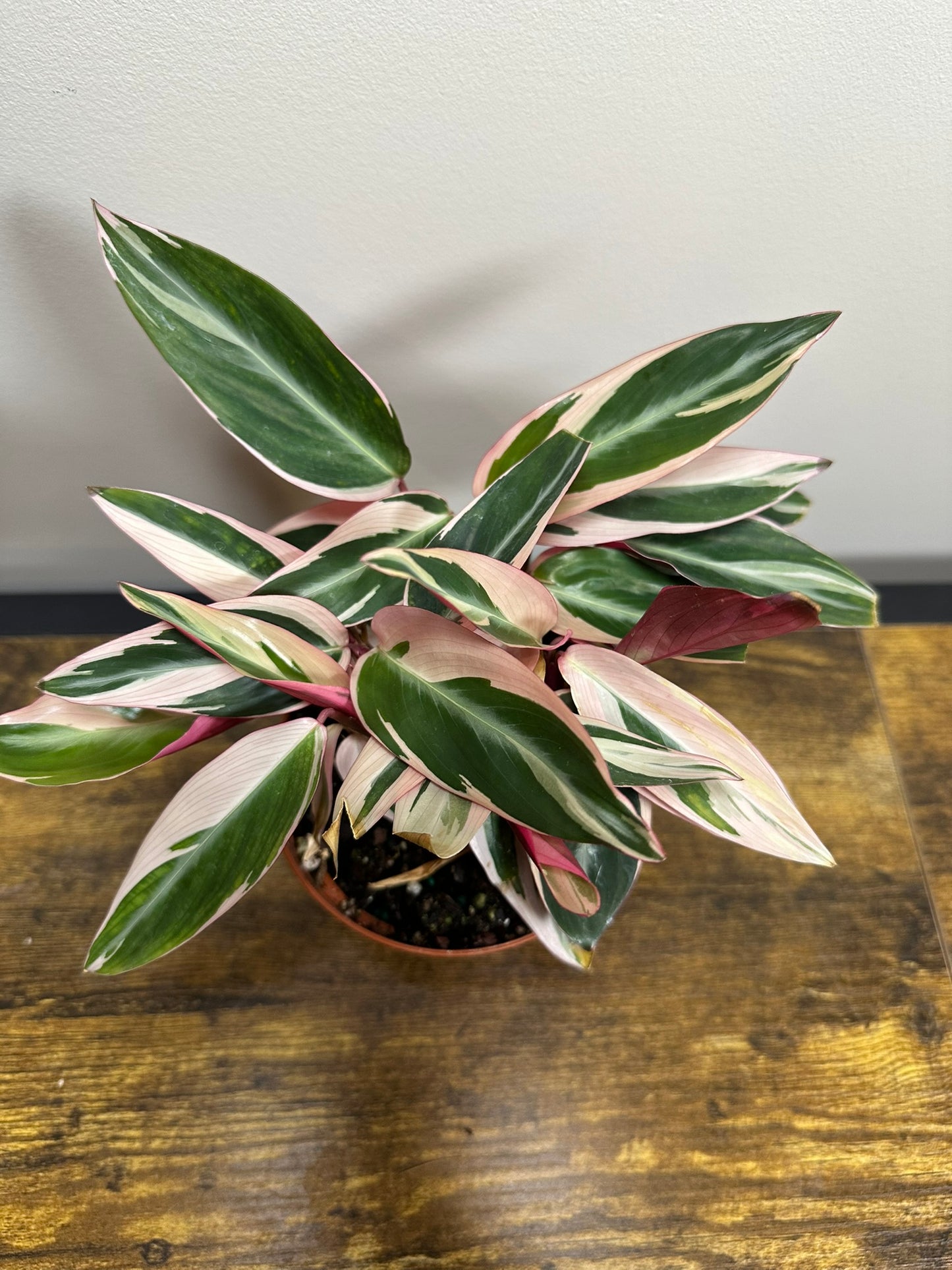 Stromanthe Triostar- 4 inch