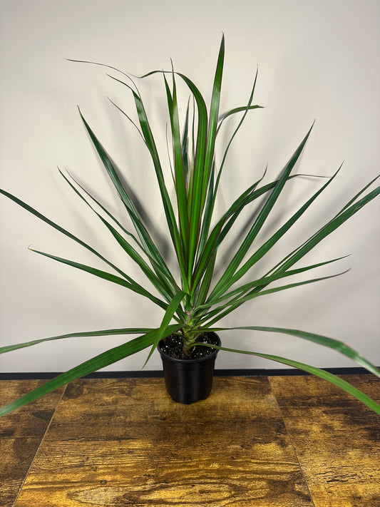 Dragon Tree - 4 inch