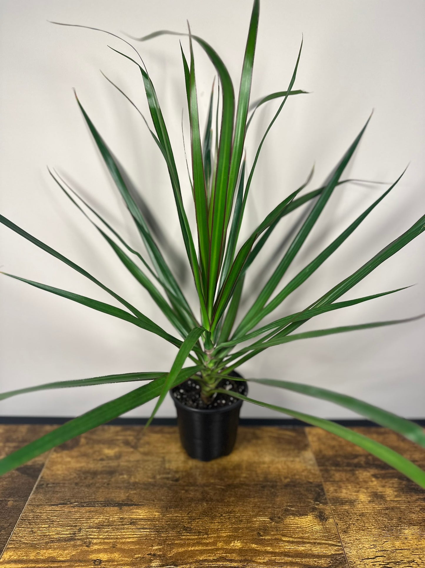 Dragon Tree - 4 inch