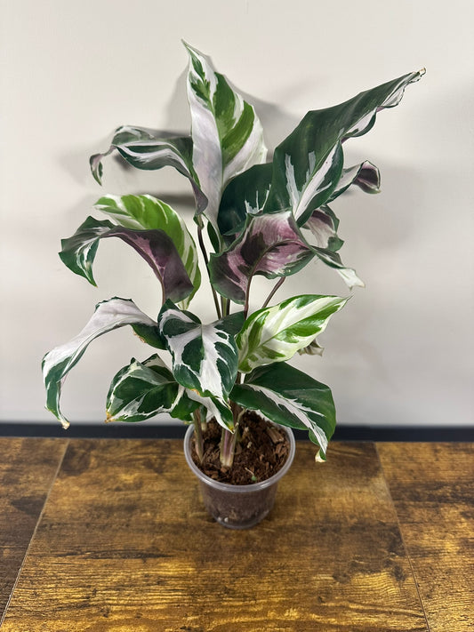 Calathea 'Stella' - 4 inch