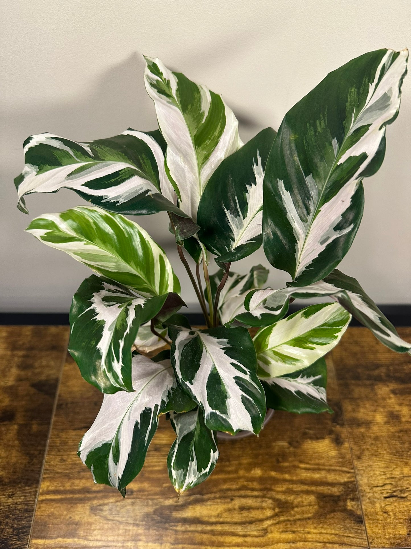 Calathea 'Stella' - 4 inch