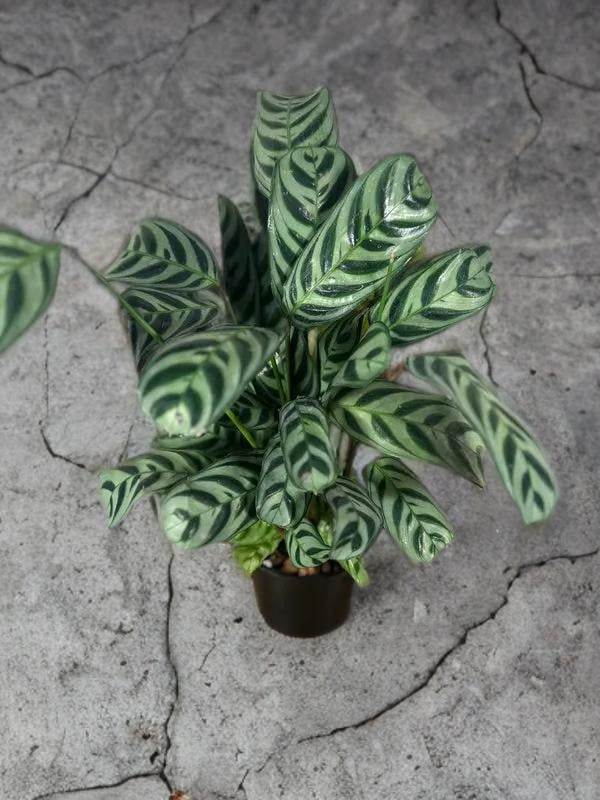 Calathea Burle Marx - 5 inch