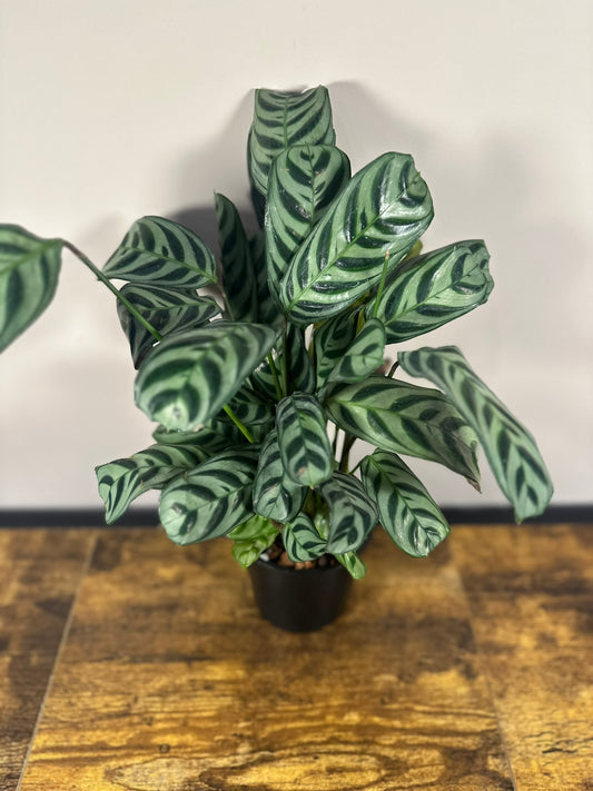 Calathea Burle Marx - 4 inch