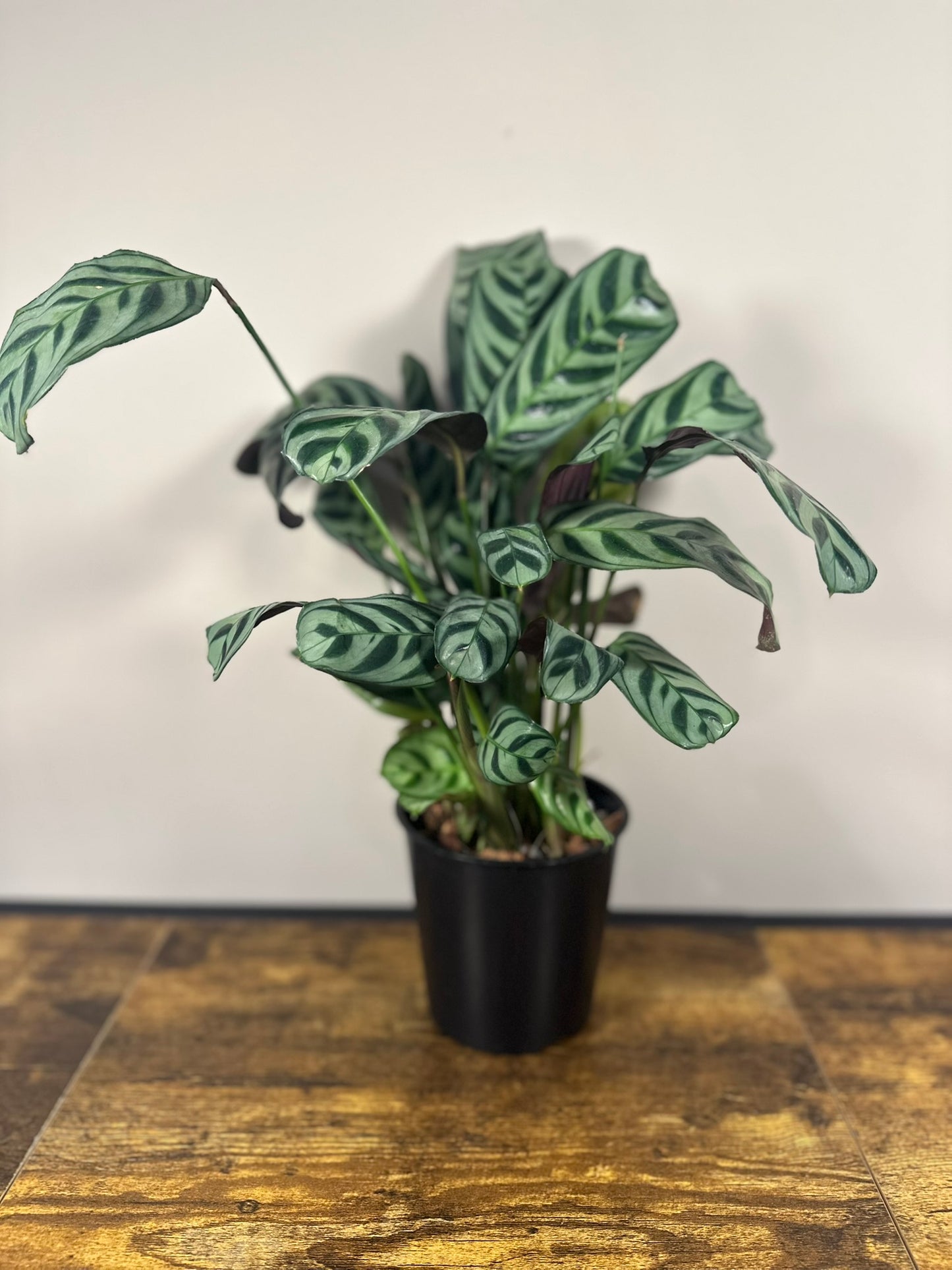 Calathea Burle Marx - 4 inch