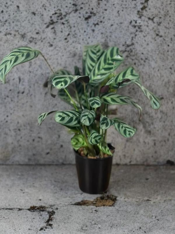 Calathea Burle Marx - 5 inch