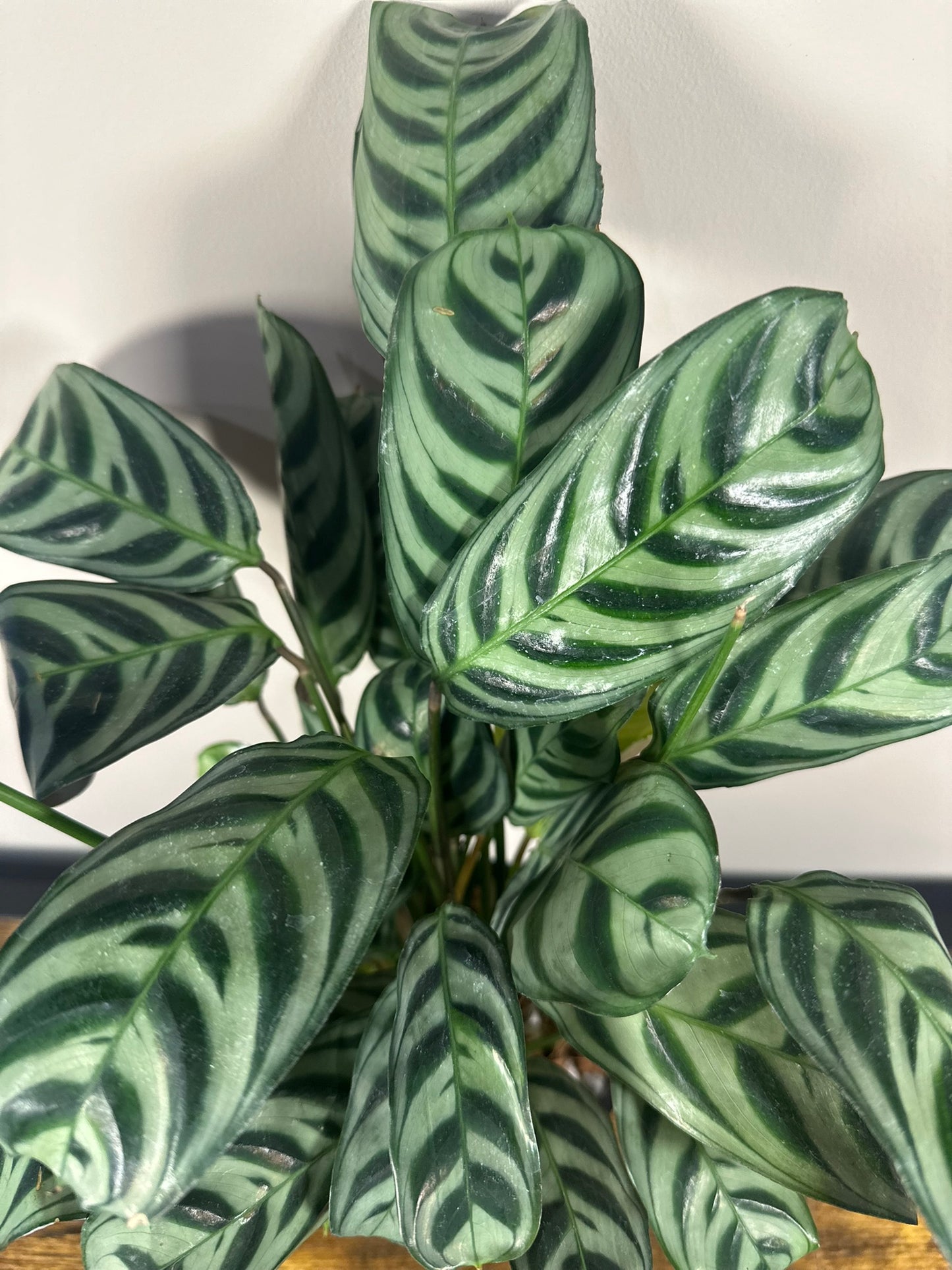 Calathea Burle Marx - 4 inch