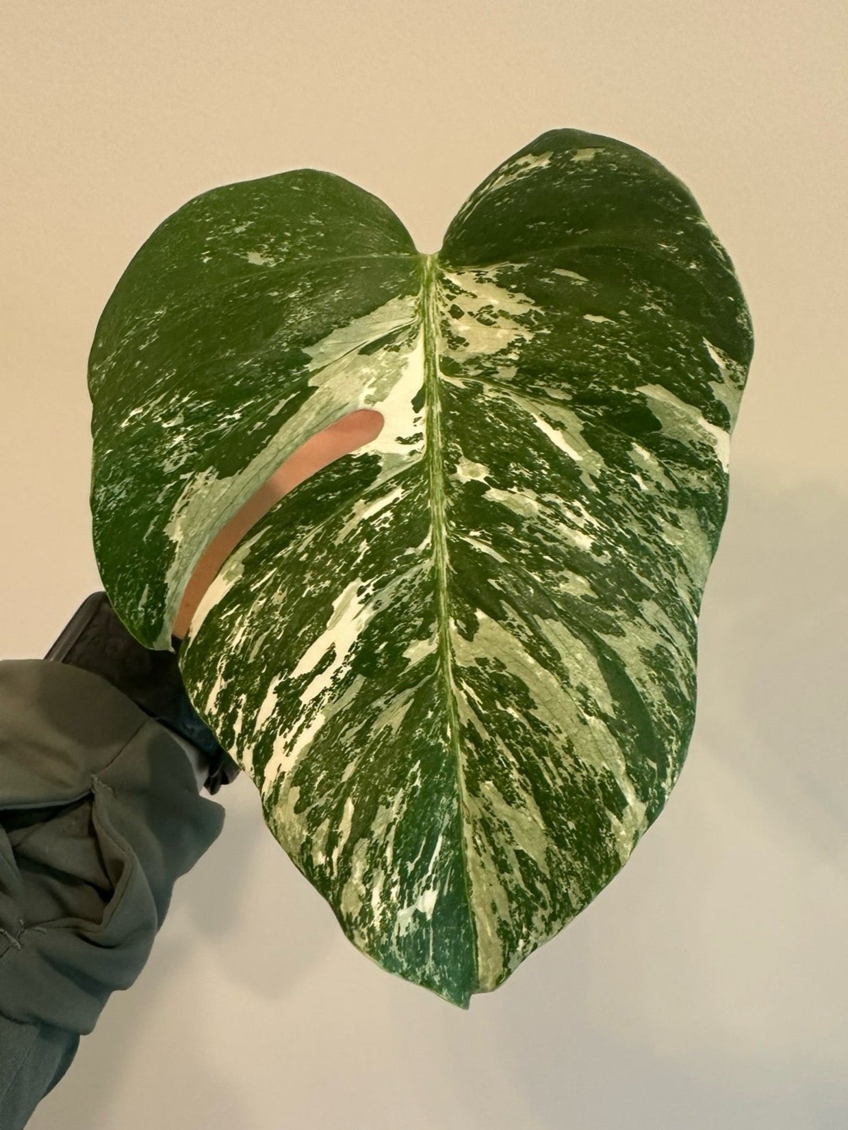 Monstera Albo Cuttings