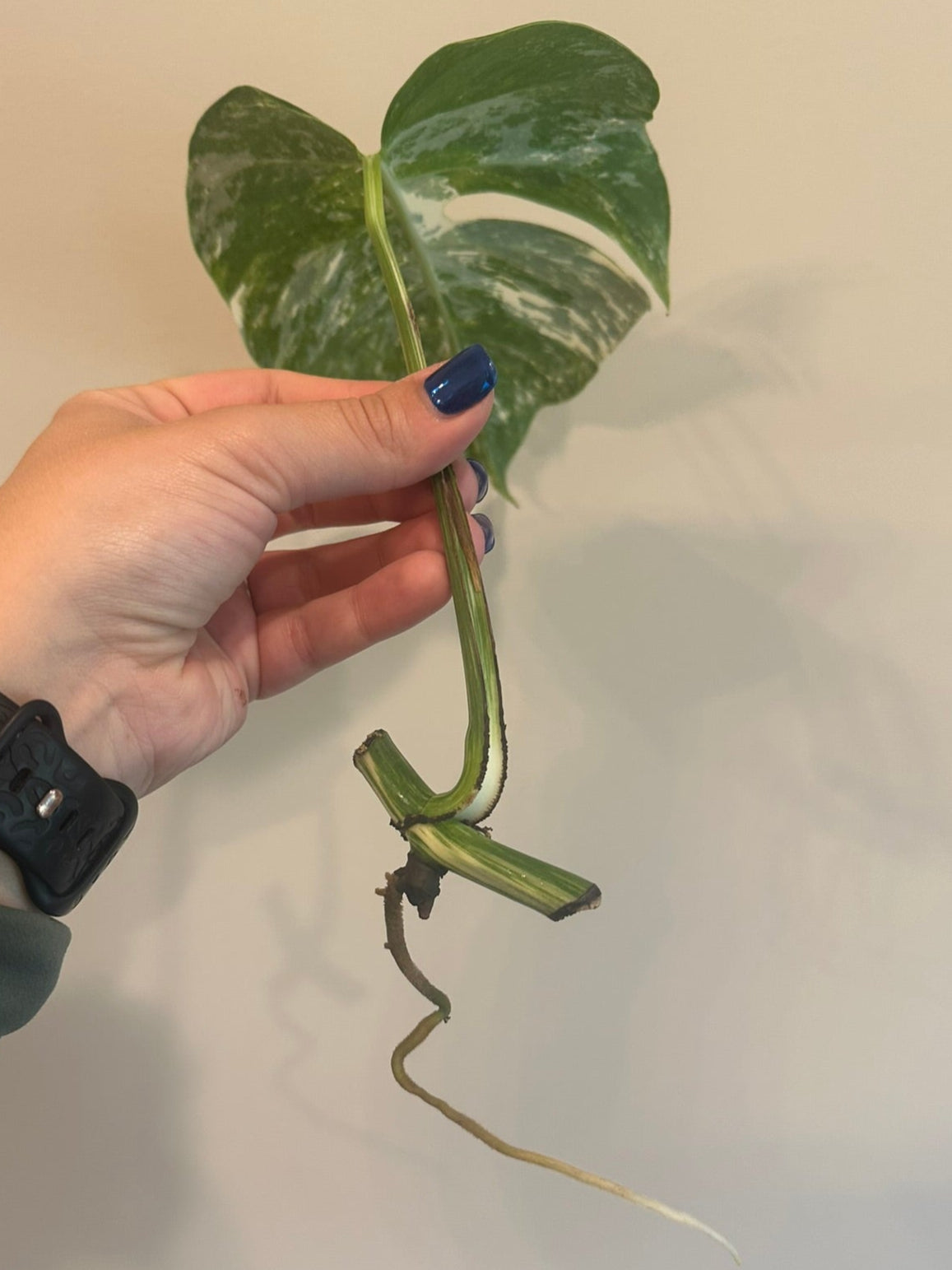 Monstera Albo Cuttings