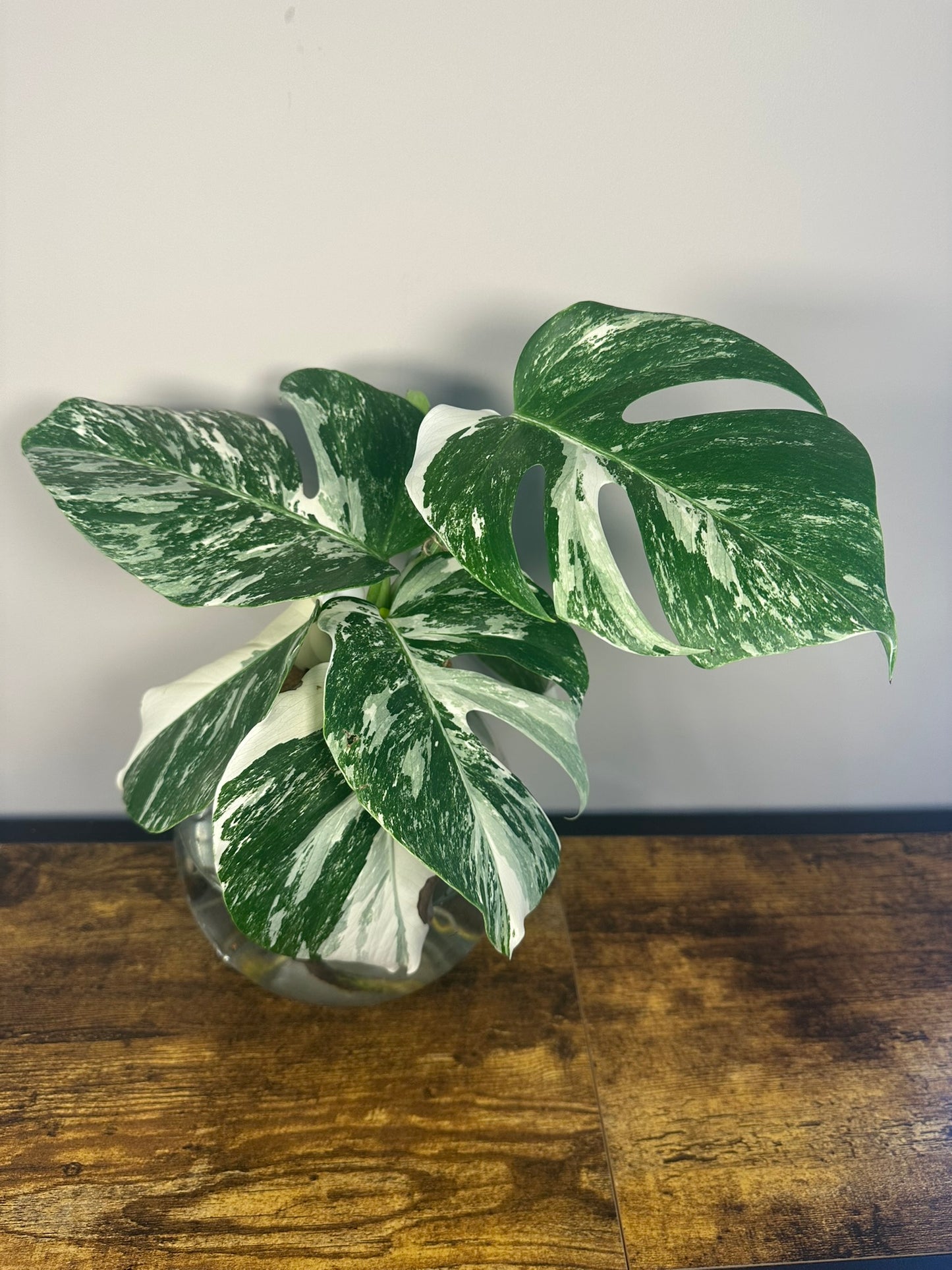 Monstera Albo Cuttings