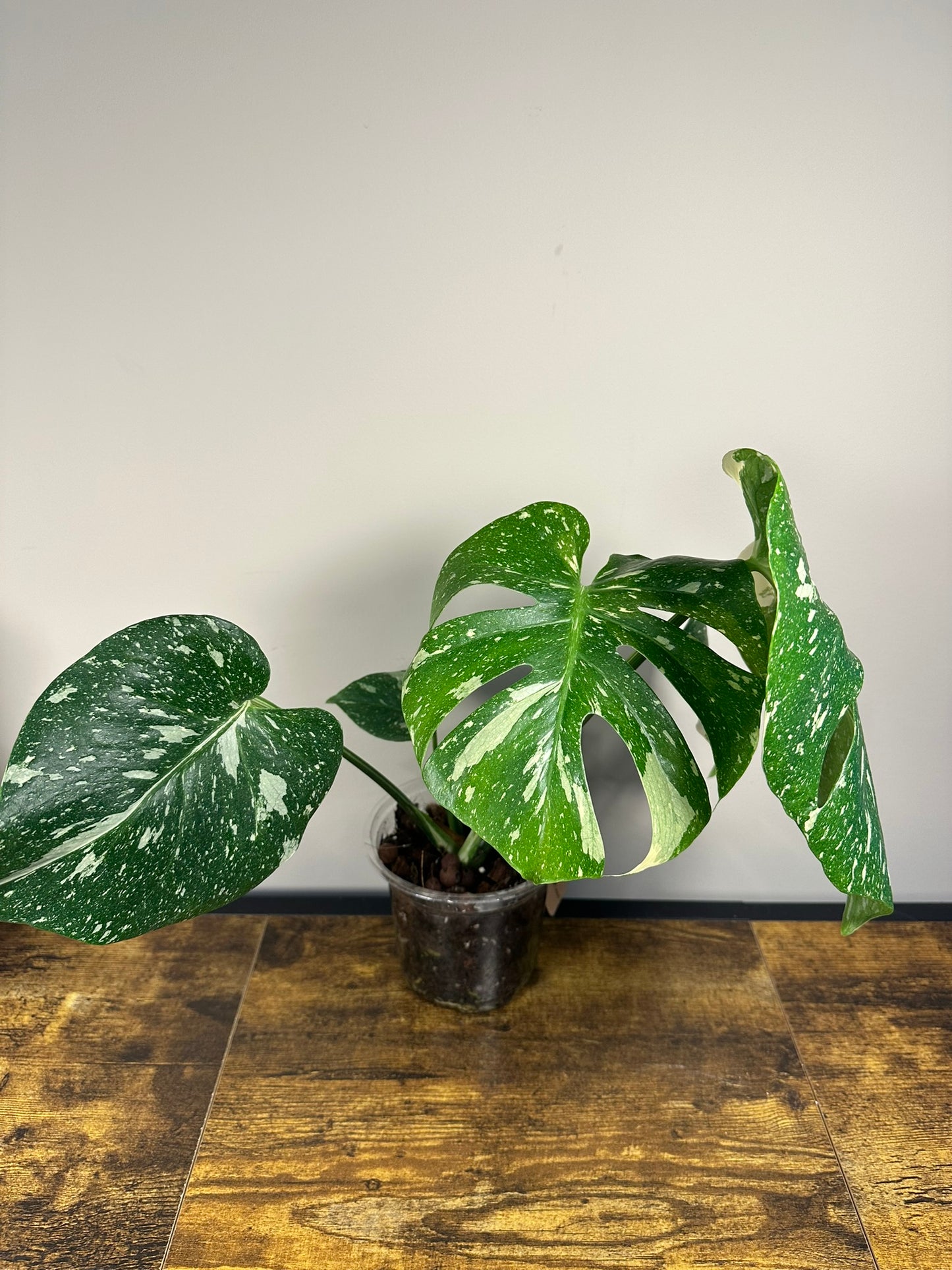 Monstera Thai Constellation