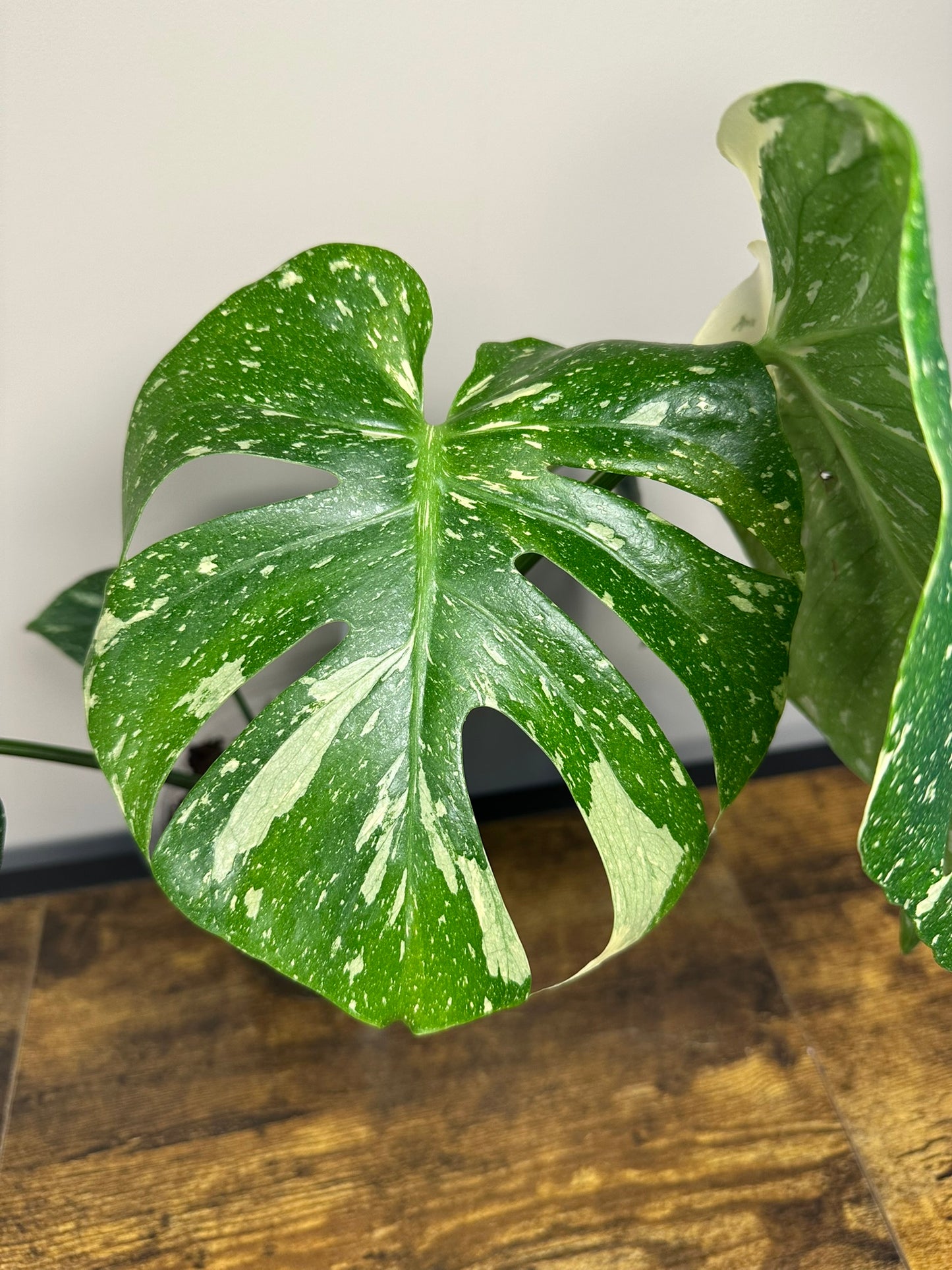 Monstera Thai Constellation