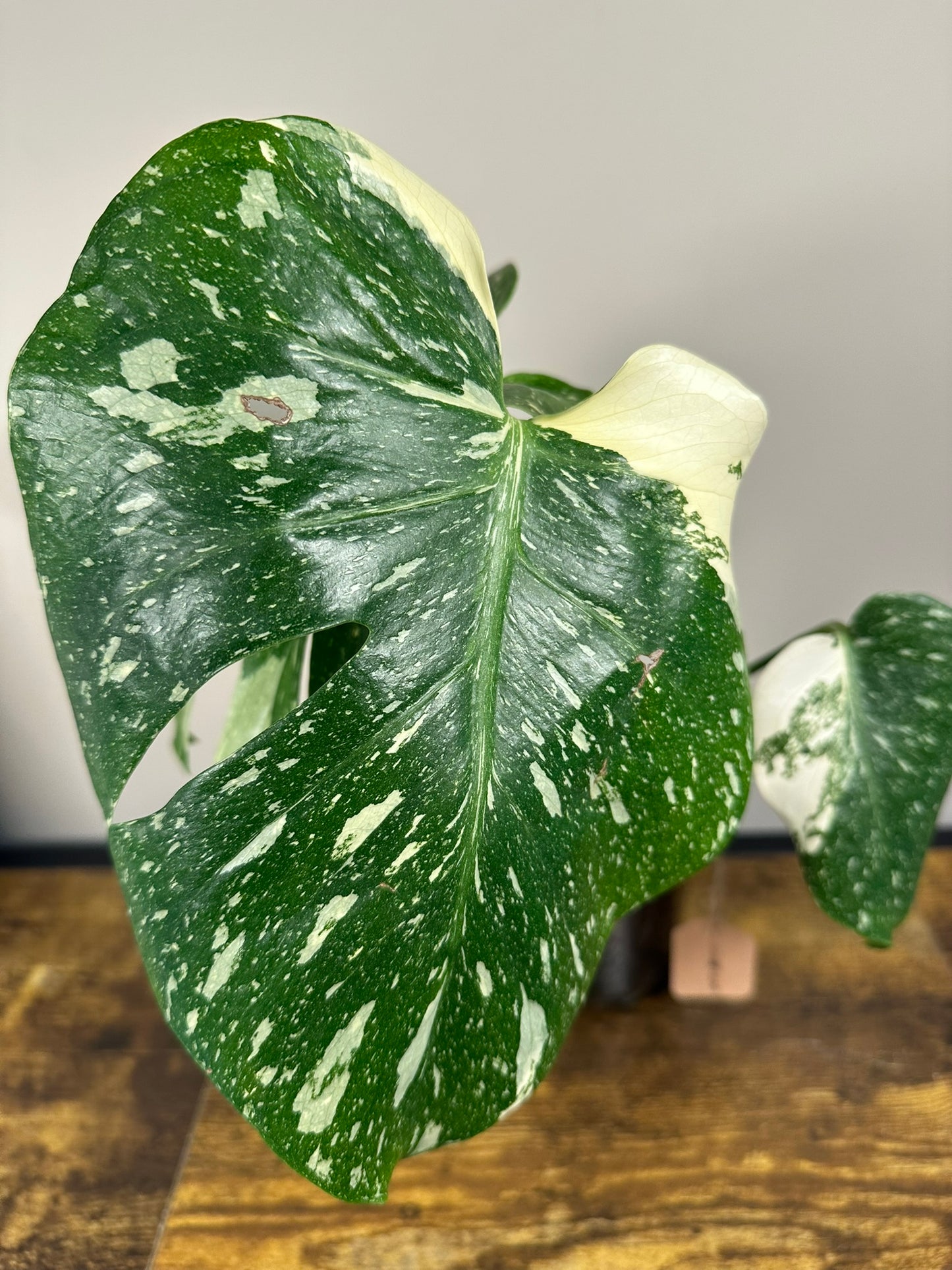 Monstera Thai Constellation