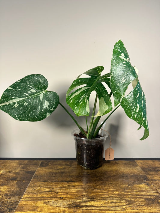Monstera Thai Constellation