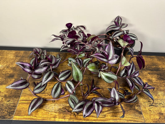 Tradescantia Zebrina - 4 inch