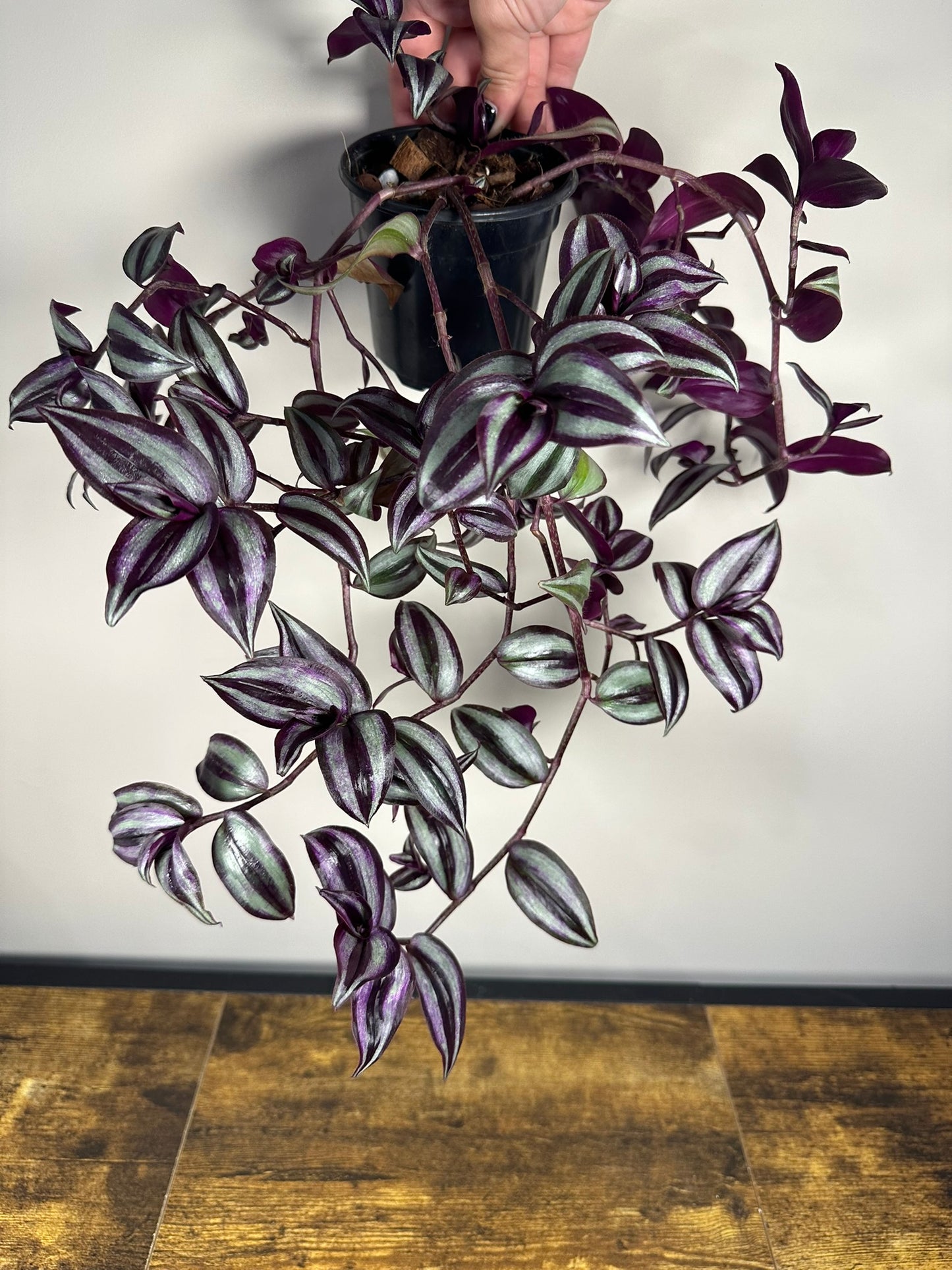 Tradescantia Zebrina - 4 inch