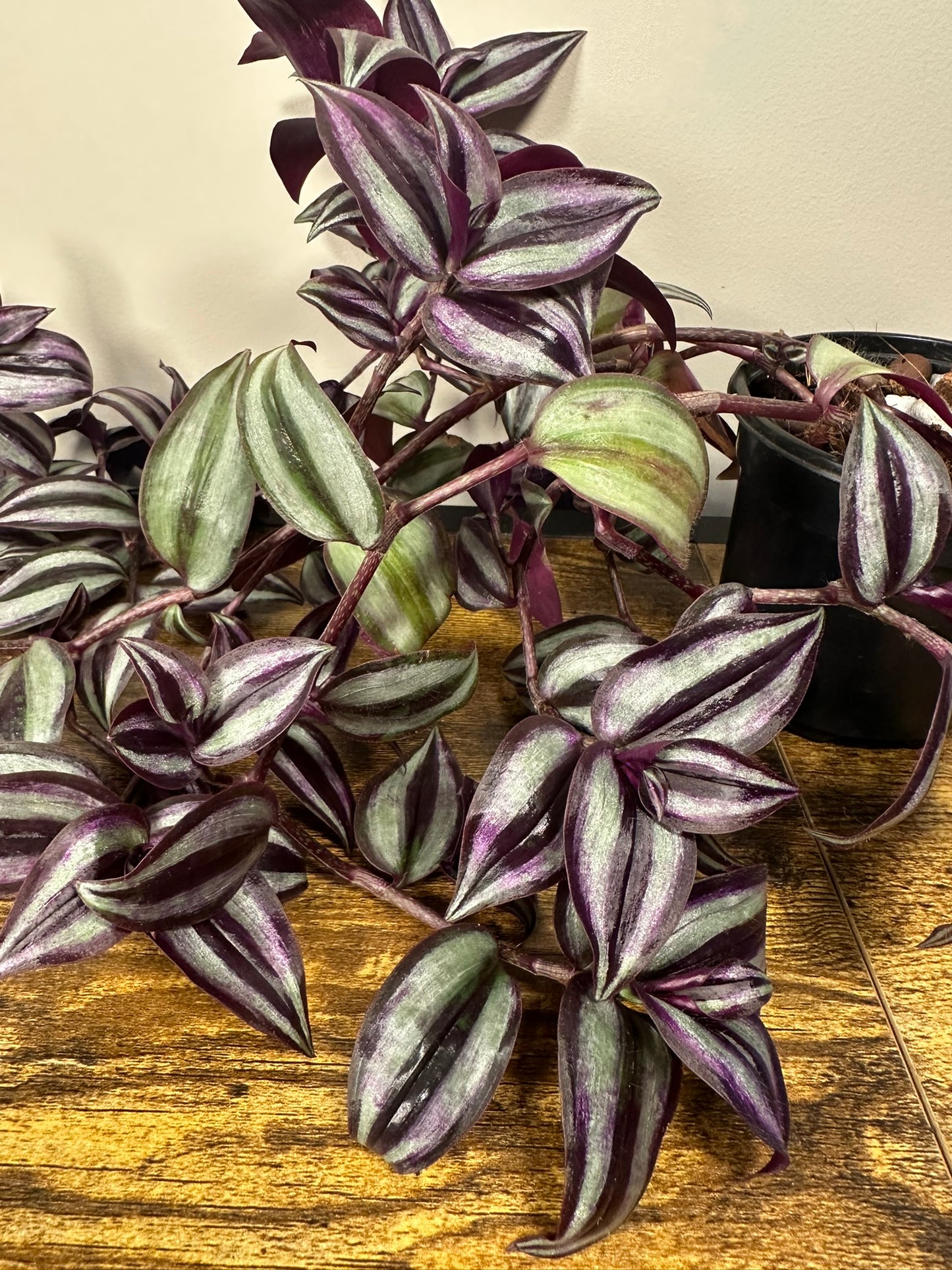 Tradescantia Zebrina - 4 inch