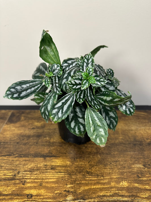 Pilea Aluminum - 4 inch