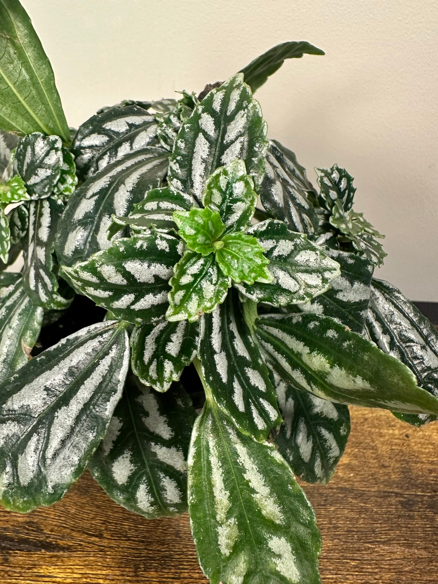 Pilea Aluminum - 4 inch