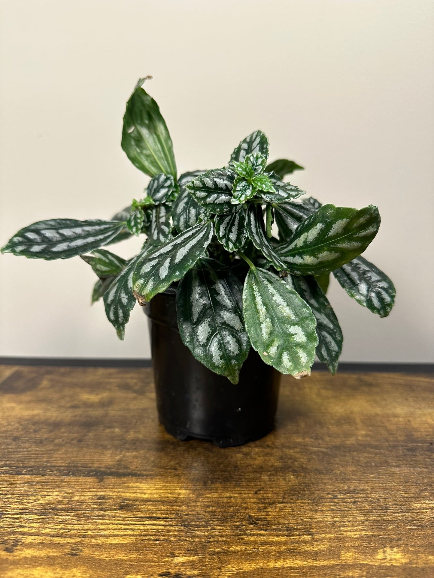Pilea Aluminum - 4 inch