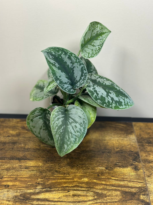 Satin Pothos - 4" Pot