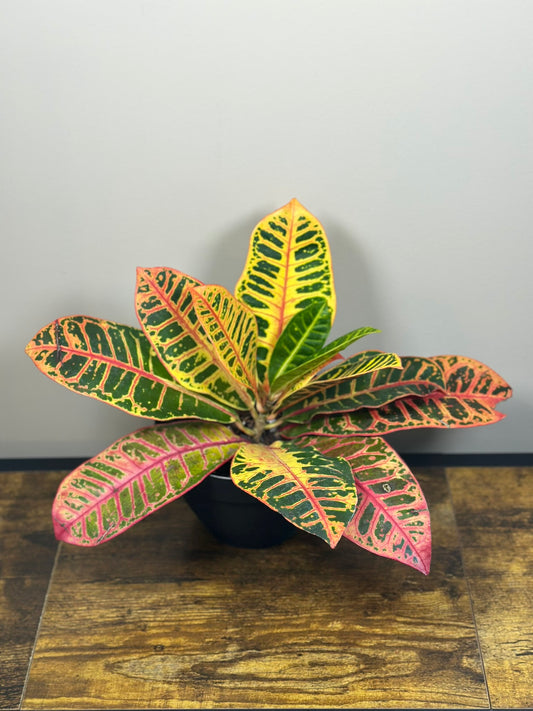 Petra Croton - 5" Pot