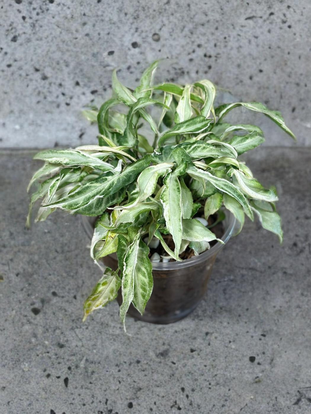 Syngonium Starlite- 5 inch
