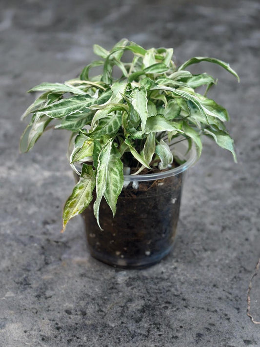 Syngonium Starlite- 5 inch