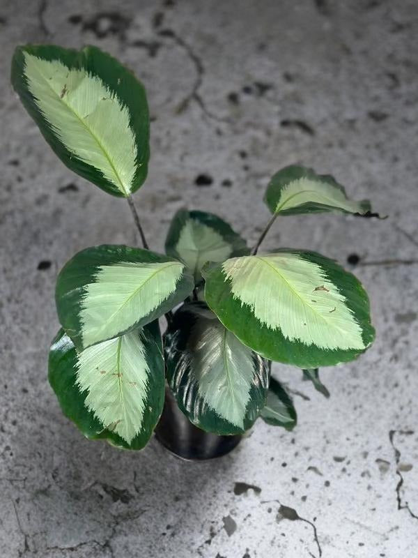 Calathea Royal Standard - 6 inch