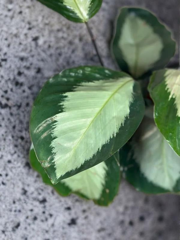 Calathea Royal Standard - 6 inch