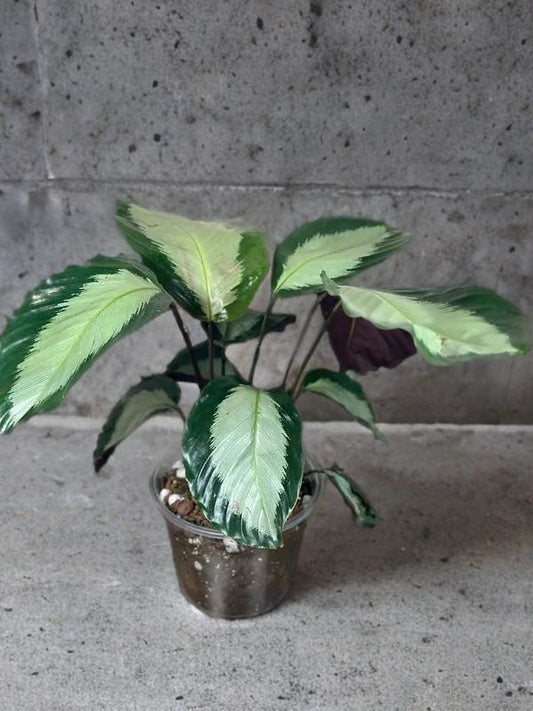 Calathea Royal Standard - 6 inch