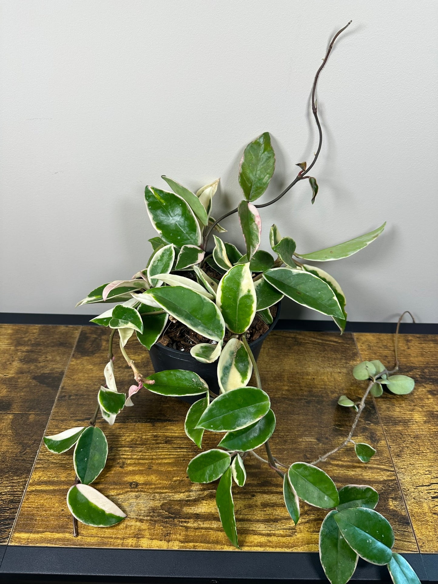 Krimson Queen Hoya Plant - 6" Live Plant