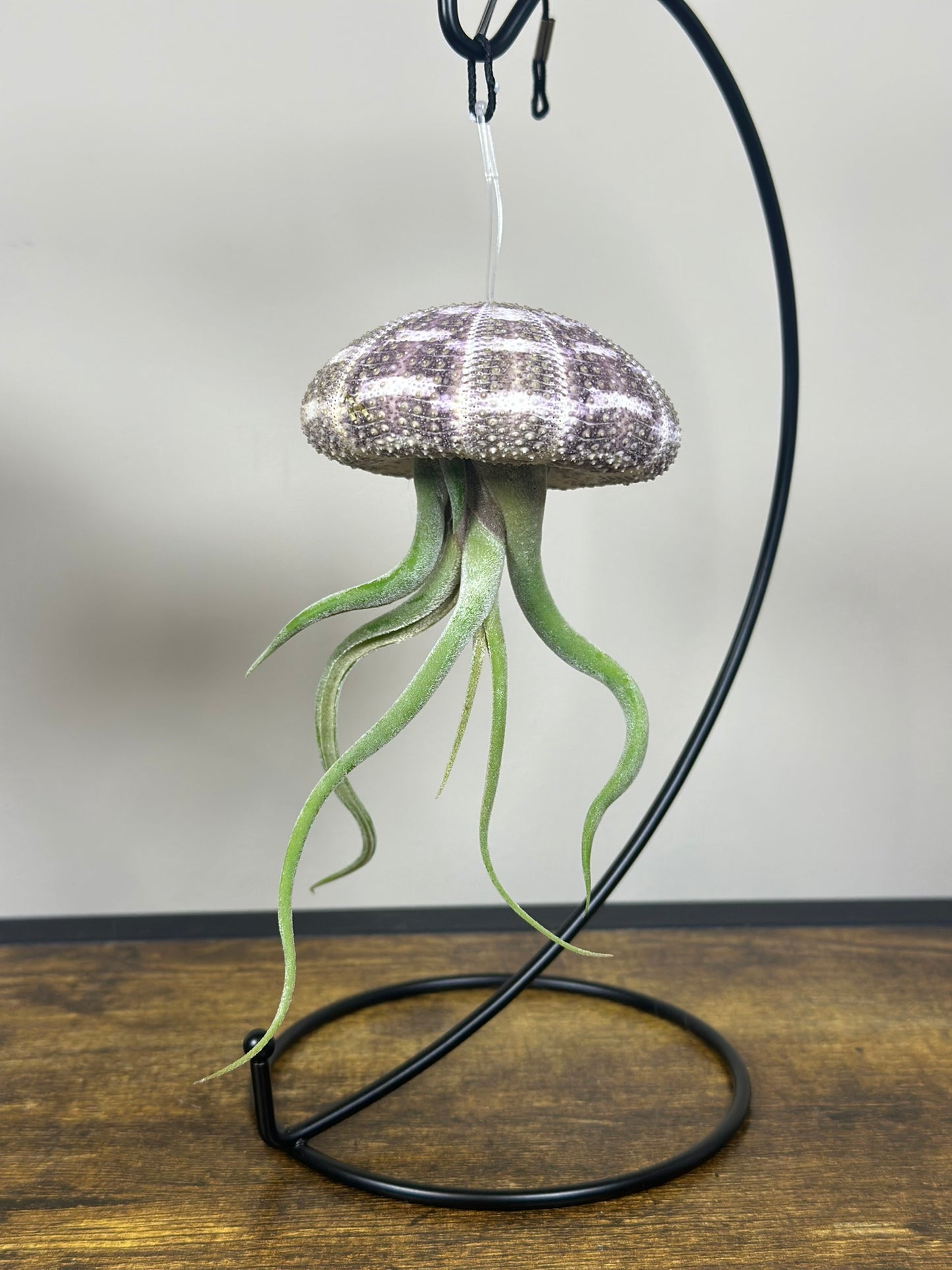 Jellyfish Air Plant
