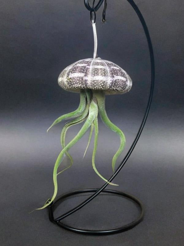 Jellyfish Air Plant