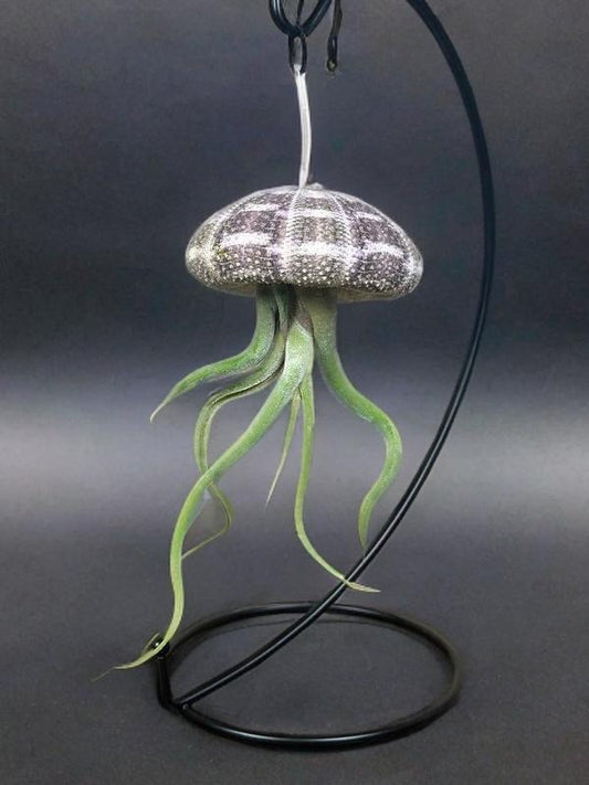 Jellyfish Air Plant
