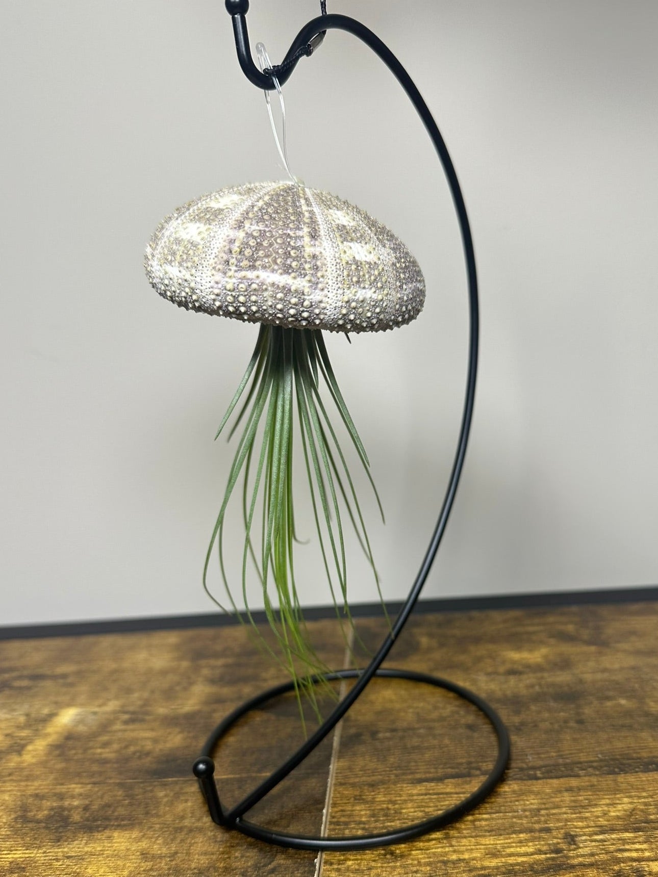 Jellyfish Air Plant