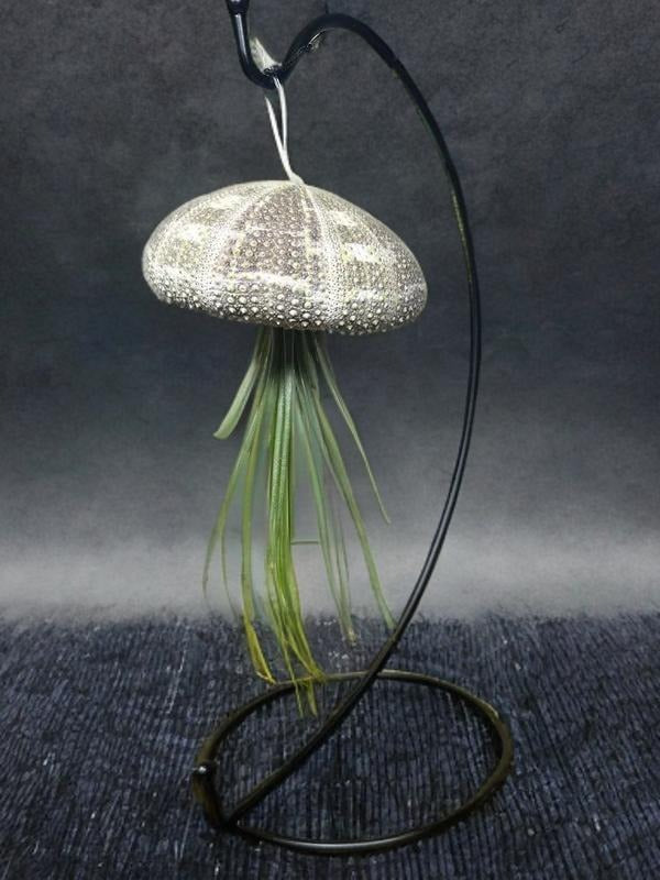 Jellyfish Air Plant