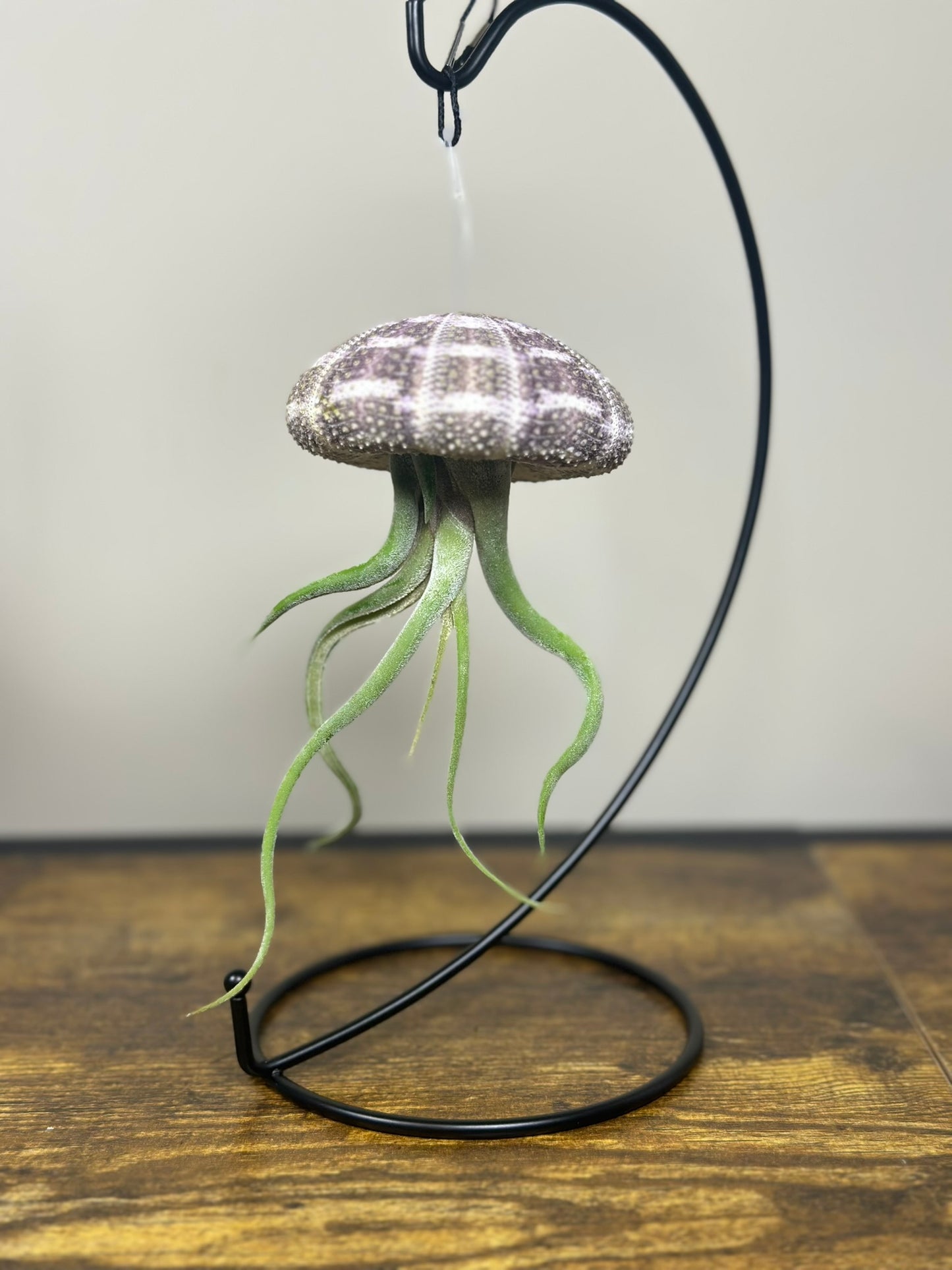 Jellyfish Air Plant