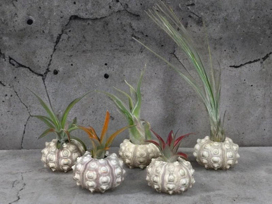 Air Plant in a Sputnik Shell