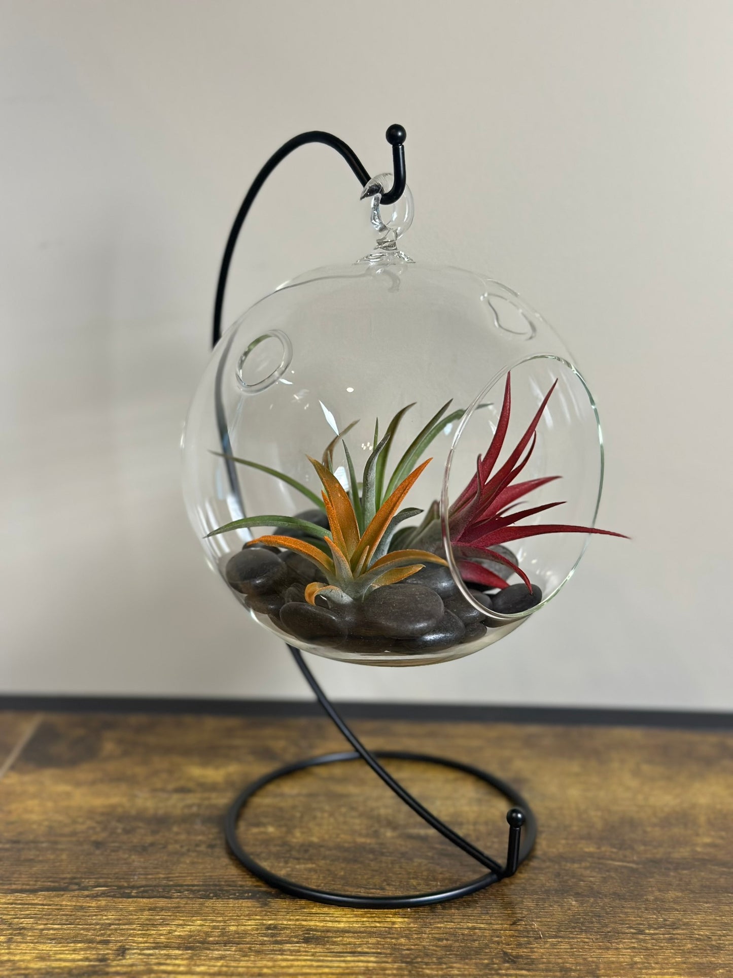 Hanging Air Plant Terrarium