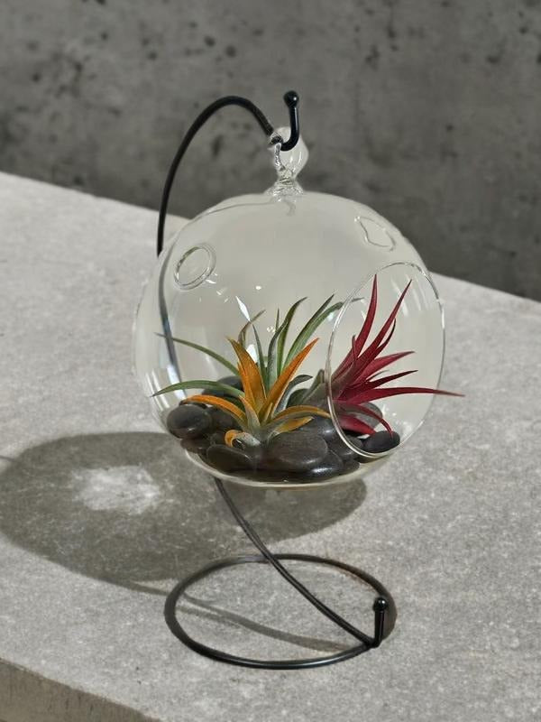 Hanging Air Plant Terrarium