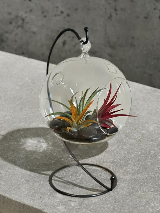 Hanging Air Plant Terrarium