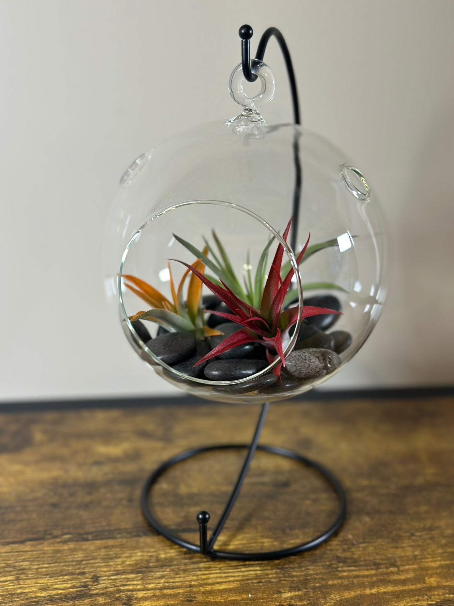 Hanging Air Plant Terrarium