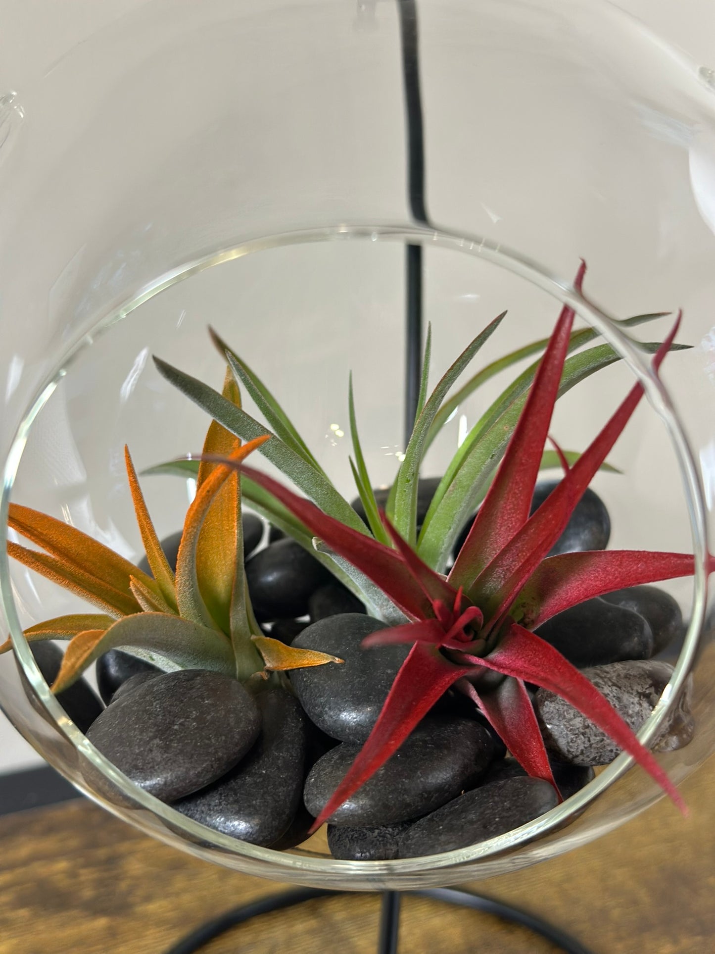 Hanging Air Plant Terrarium