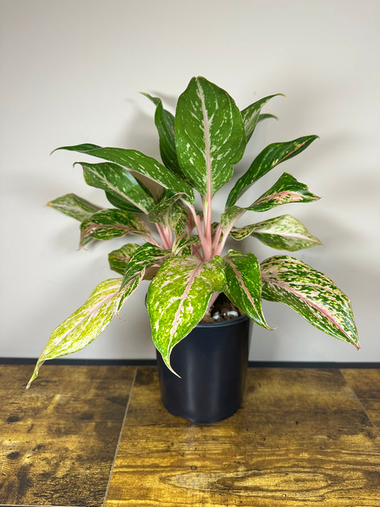 Sparkling Sarah Aglaonema - 6" pot