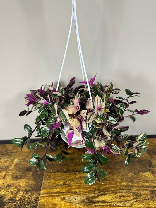 Tradescantia Quadricolor 4" Hanging Basket