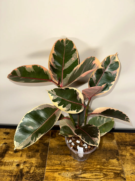 Ficus Elastica Ruby - 6 inch