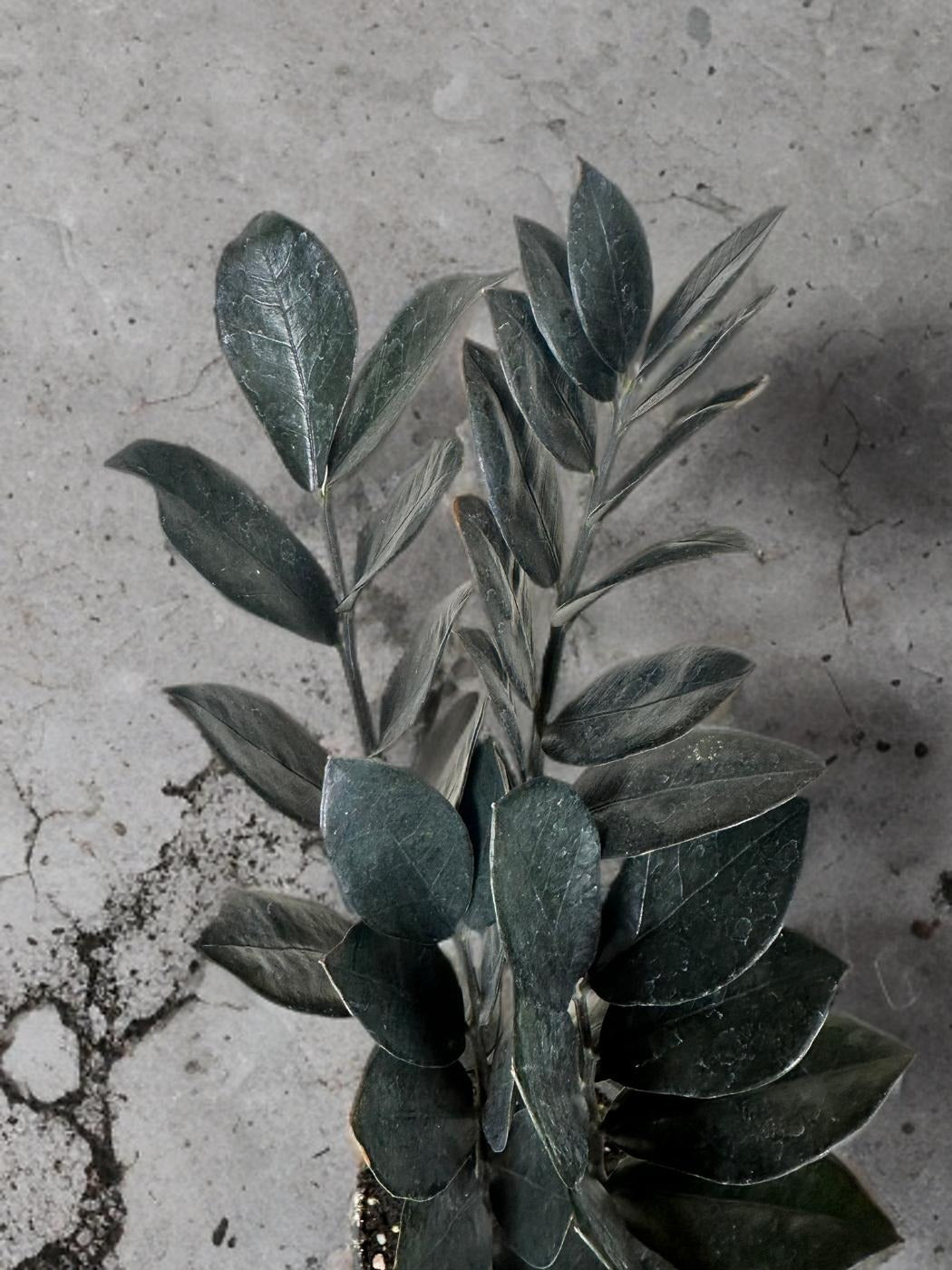 black raven zz plant near me Black Raven ZZ