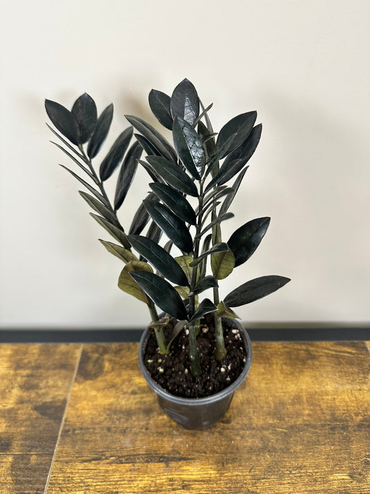 Black Raven ZZ - 4 inch